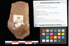 Foto (Objekt + Etikett) von Fungi indet. (NHMW-GEO-2024-0188-0029)